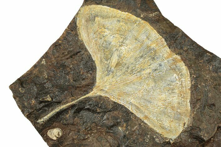 Paleocene Fossil Ginkgo Leaf - North Dakota #271080